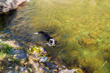 Dog bathing in the river. Russia, Altai Republic, Ulagansky District, Chulyshman River
