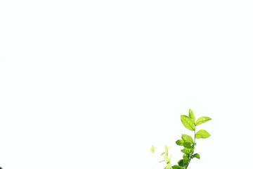 Young tropical plant leaves with branches and sun light on white isolated background for green foliage backdrop and copy space 