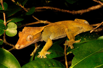 Crested gecko / Neukaledonischer Kronengecko (Correlophus ciliatus / Rhacodactylus ciliatus) - Île des Pins, New Caledonia / Neukaledonien  - obrazy, fototapety, plakaty