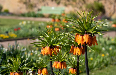 Orange crown imperial lilies, photographed at Eastcote House Gardens, London Borough of Hillingdon, UK in spring.
