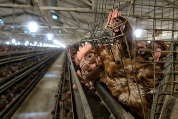 Poultry farm, aviary full of white chickens. house business.