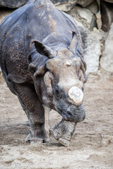 Fototapeta premium Indisches Panzernashorn