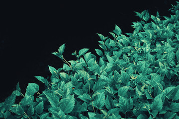 Obraz premium Tropical leaf texture background -stock image 