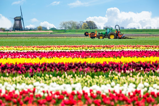 Alkmaar, Netherlands. Tulips field in bloom during springtime with tractor.