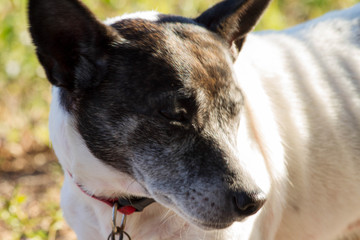 portrait of an old dog