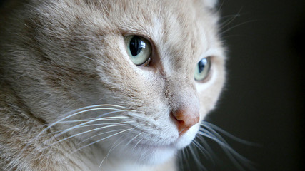 cat - furry - hd - eyes - looking