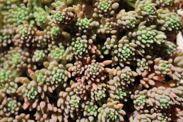 Rozchodnik siny rozchodnik hiszpański Sedum hispanicum © Perovskia