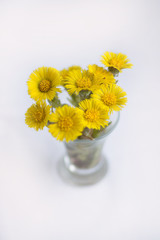 coltsfoot blooms flower lumina vase glass small spring first yellow stamen bud pestle sunny foalfoot