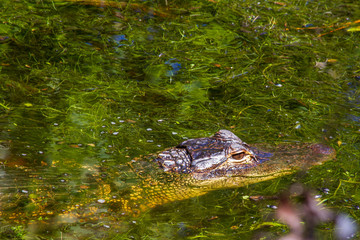 alligator in the swamp