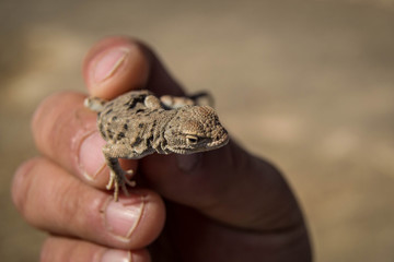 Coquimbo Marcado Gecko en Atacama