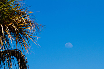 Obraz premium palm tree and moon