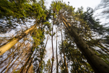 Fototapeta premium Forest, beautiful landscape
