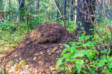  large ant hill in the forest