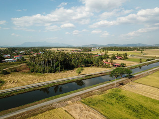 Fototapeta na wymiar Paddy field at Malays kampung at Penaga, Penang.
