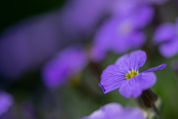 Fleurs Printemps