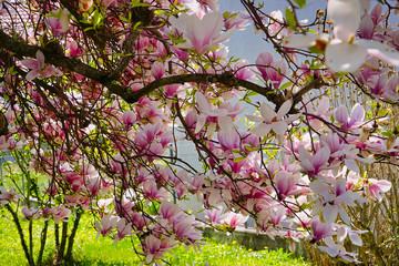 Magnolie Blüte Baum