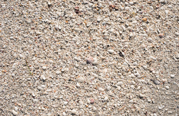Sandy Seashells