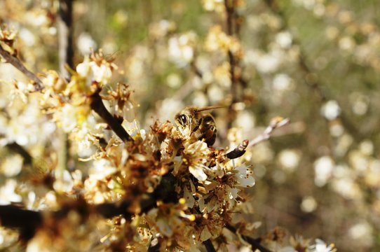 eine Waldbiene an dem Schlehenstrauch
