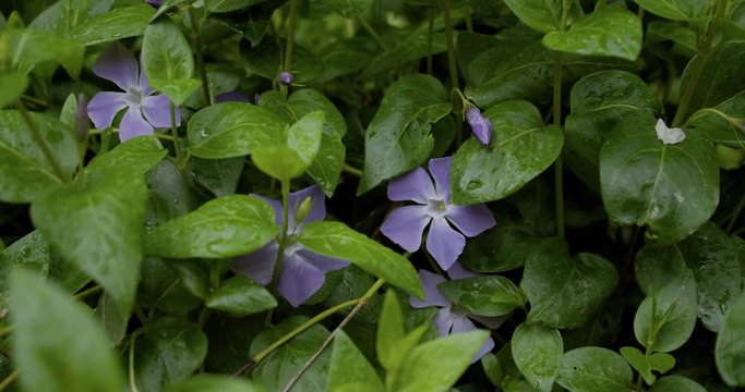After the rain, drops on the blue loach flower and its green leaves