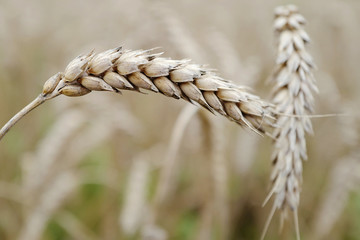 Wheat flakes in the field