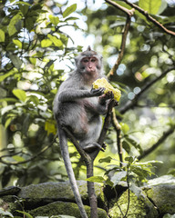 Mono alimentandose en la copa de un arbol, animales en su entorno en Monkey Forest, en Ubud, Gianyar, Bali, Indonesia.