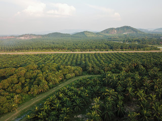 Fototapeta na wymiar Aerial view a path in oil palm plantation.