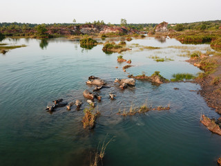 Buffaloes in water.