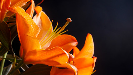 Fototapeta na wymiar orange Lily with black background close up 
