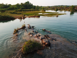 Buffaloes swim across the lake at Penang.