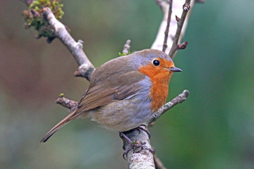 robin perched on a branch	