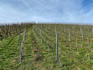 Obraz premium Weinberg in meersburg am bodensee