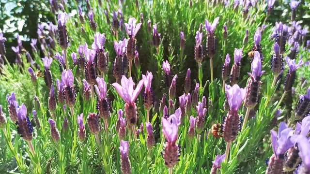 Cespuglio di lavanda con api, pan a destra