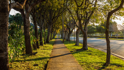 sidewalk and trees in the morning at doral, florida.