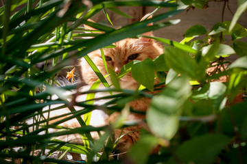 Ginger longhaired cat peering through foliage