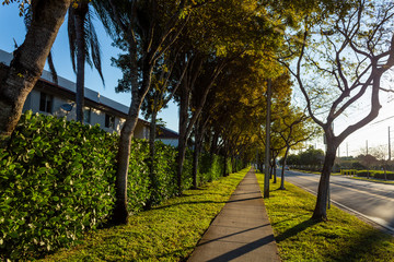 sidewalk and trees in the morning at doral, florida.