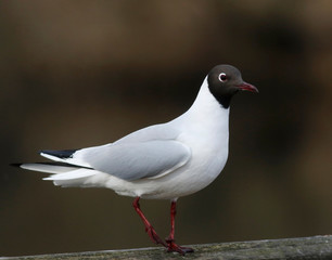 Black-headed Gull