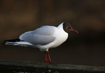Black-headed Gull