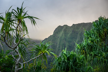 Fototapeta na wymiar Hoomaluhia Botanical Garden - Oahu, Hawaii