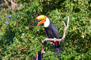 Toucan in Argentine jungle near Iguazu Falls 