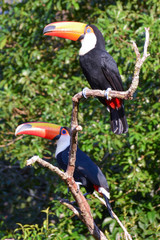 Toucan in Argentine jungle near Iguazu Falls 