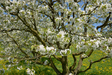ceriser en fleur 