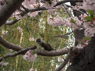 逃げるタイワンリス～満開の桜と竹林を背景に