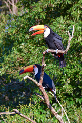 Toucan in Argentine jungle near Iguazu Falls 