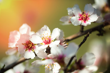 Fototapeta na wymiar Beautiful branch of cherry blossom sakura in spring time over green garden.