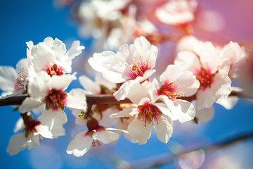 Fototapeta na wymiar Beautiful branch of cherry blossom sakura in spring time over blue sky.