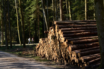 tas de bois dans la forêt