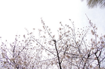 春の花　サクラと空