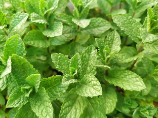 The leaves and flowers of the mint tree in natural green background