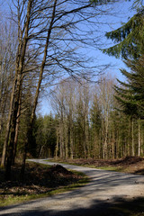 Obraz premium chemin dans la forêt 