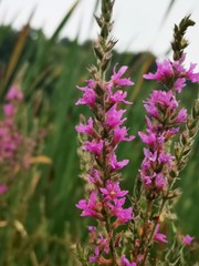 pink flowers in the garden